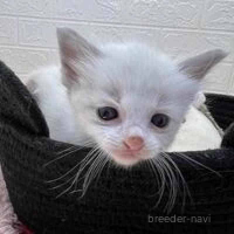 販売中の埼玉県のラグドール-130755の8枚目