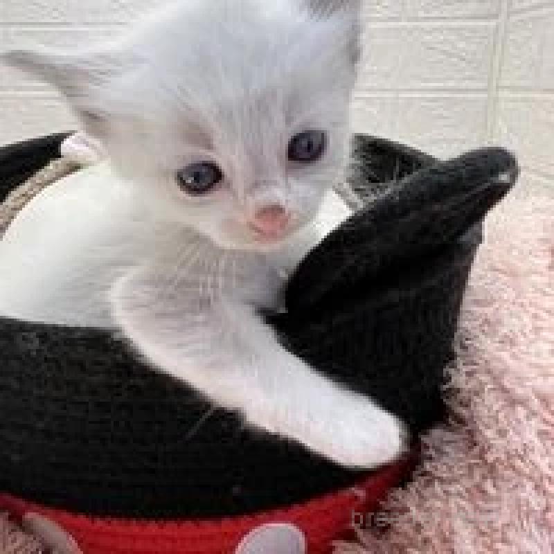 販売中の埼玉県のラグドール-130755の1枚目