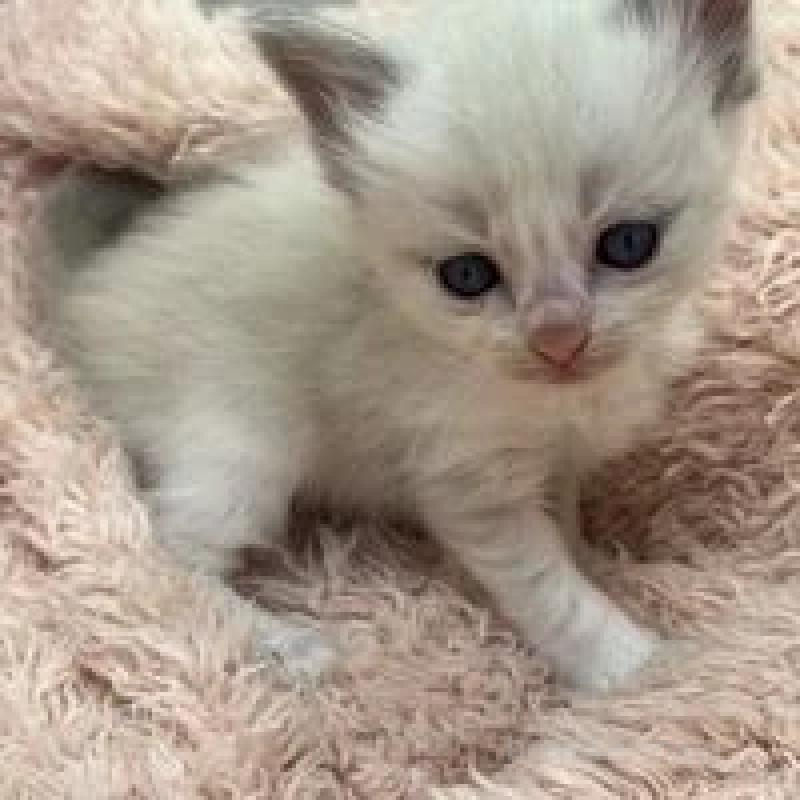 販売中の埼玉県のラグドール-130756の15枚目