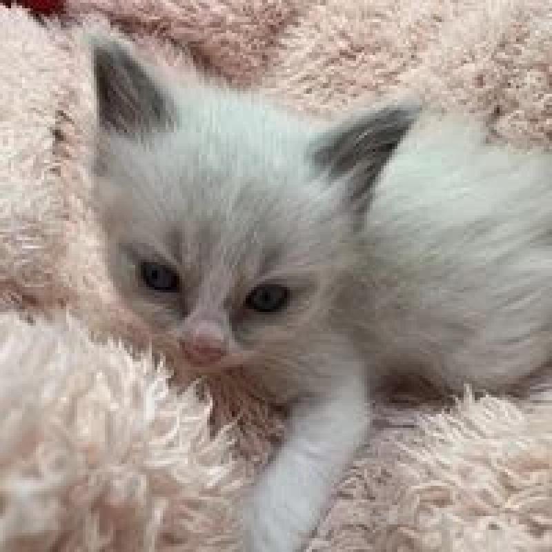 販売中の埼玉県のラグドール-130756の14枚目