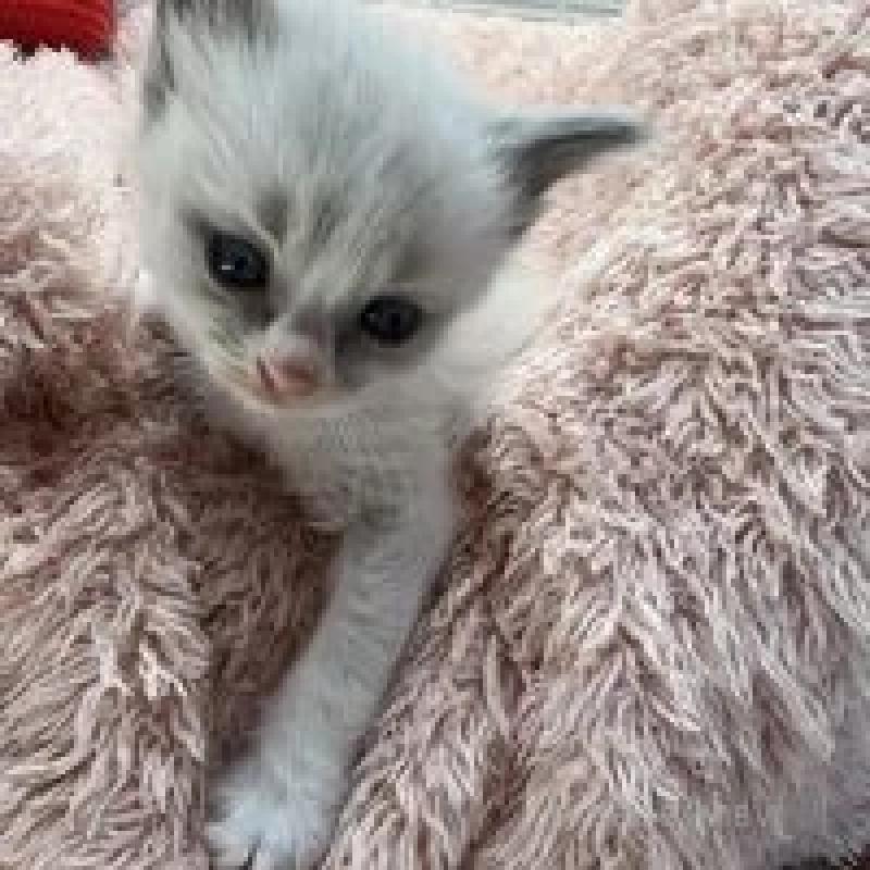 販売中の埼玉県のラグドール-130756の13枚目