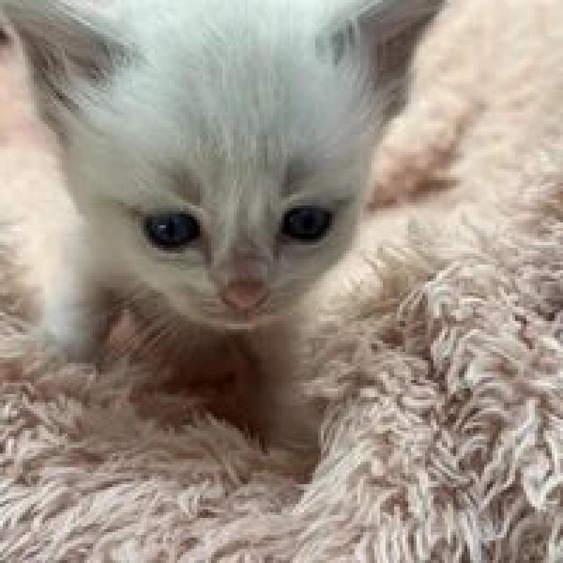 販売中の埼玉県のラグドール-130756の12枚目