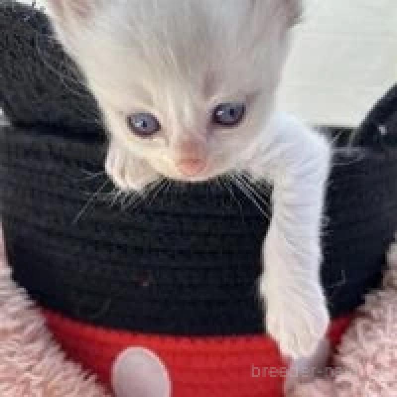 販売中の埼玉県のラグドール-130756の1枚目