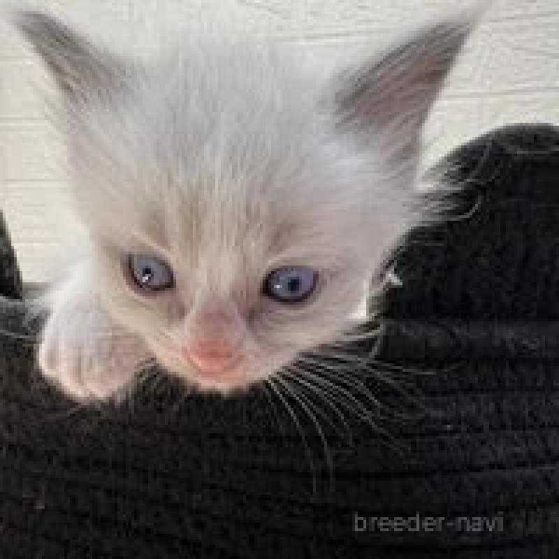 販売中の埼玉県のラグドール-130757の11枚目