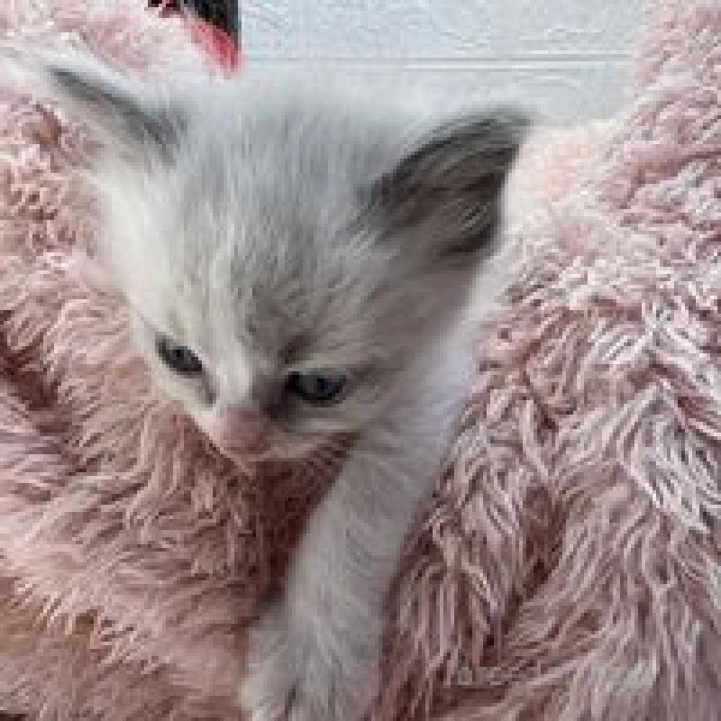 販売中の埼玉県のラグドール-130757の9枚目