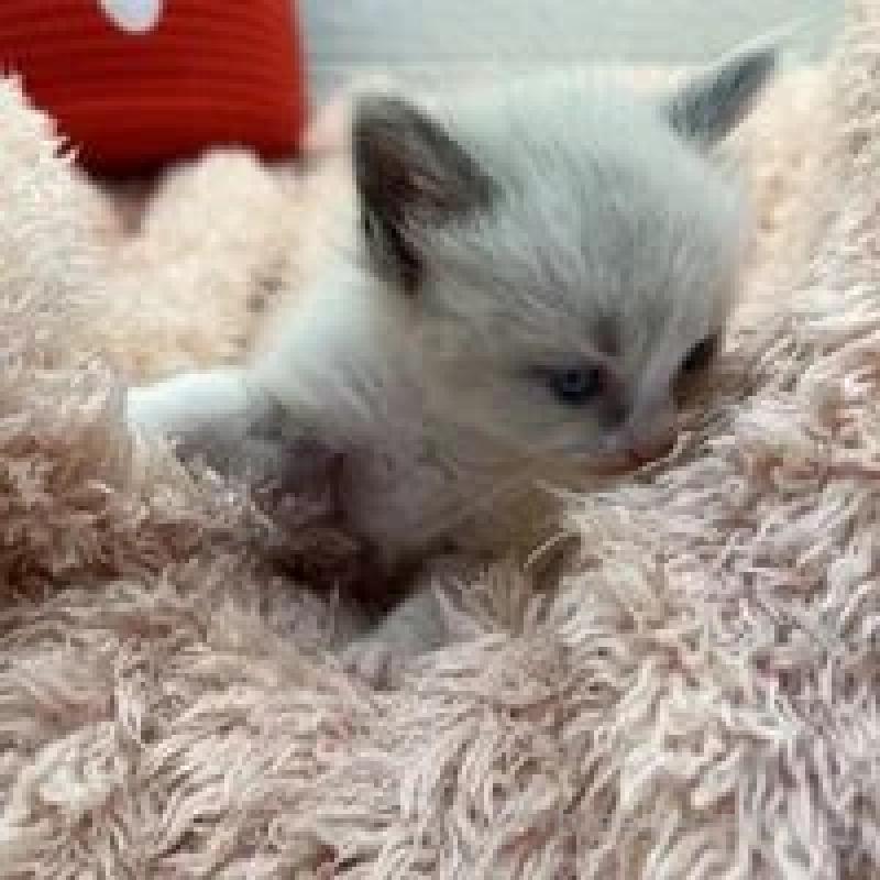 販売中の埼玉県のラグドール-130757の7枚目