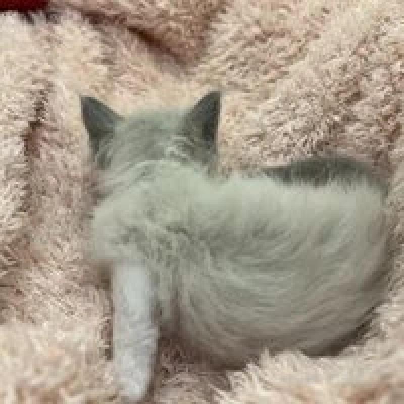 販売中の埼玉県のラグドール-130757の4枚目