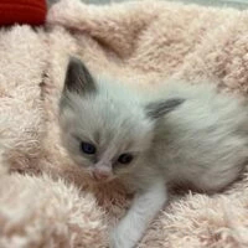 販売中の埼玉県のラグドール-130757の2枚目