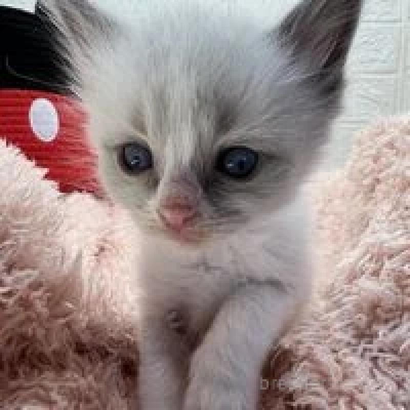 販売中の埼玉県のラグドール-130757