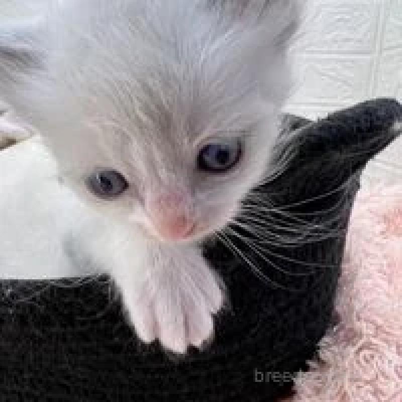 販売中の埼玉県のラグドール-130758の13枚目