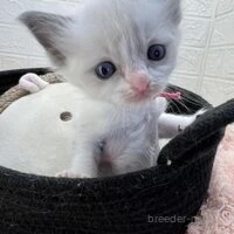 販売中の埼玉県のラグドール-130758