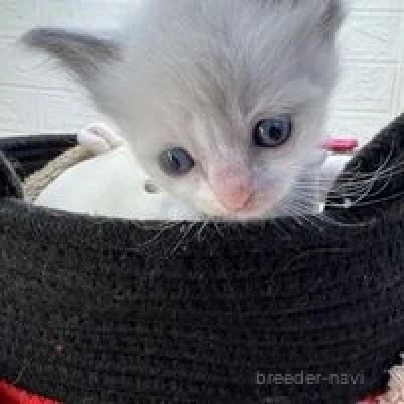 販売中の埼玉県のラグドール-130758の12枚目