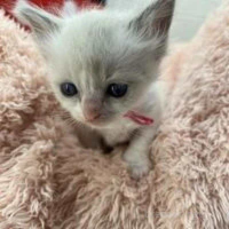 販売中の埼玉県のラグドール-130758の11枚目