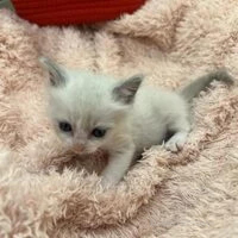 販売中の埼玉県のラグドール-130758の10枚目