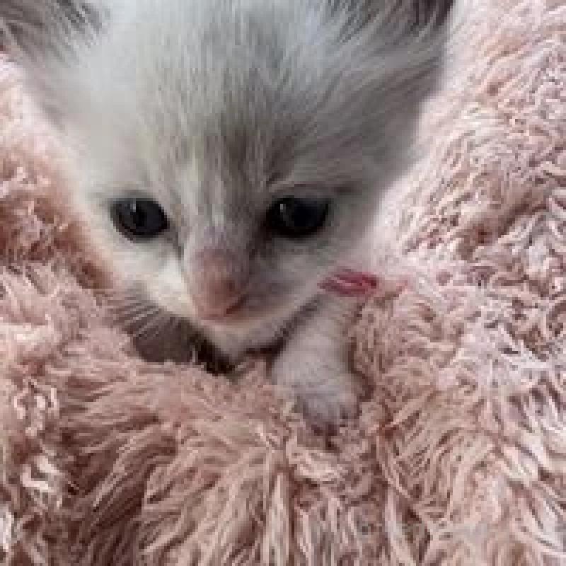 販売中の埼玉県のラグドール-130758の9枚目