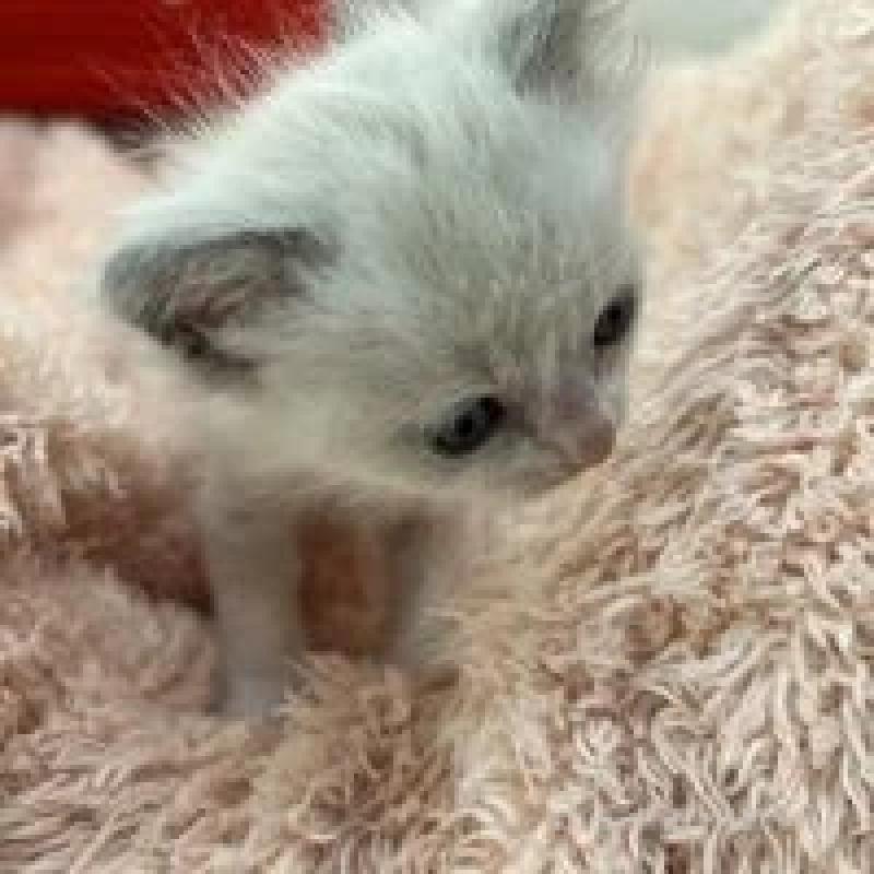 販売中の埼玉県のラグドール-130758の8枚目