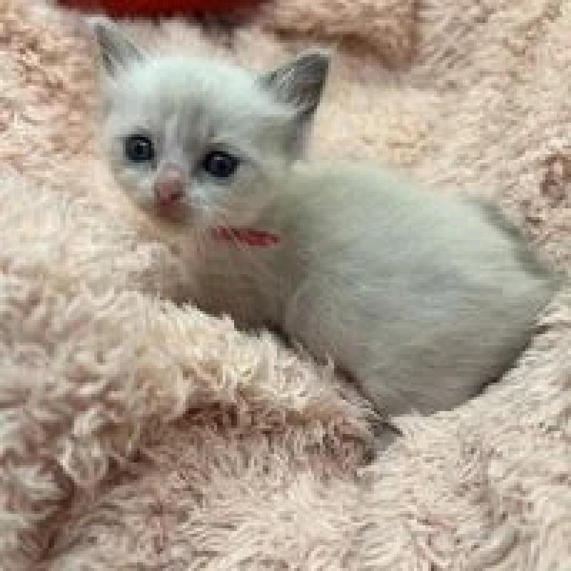 販売中の埼玉県のラグドール-130758の7枚目