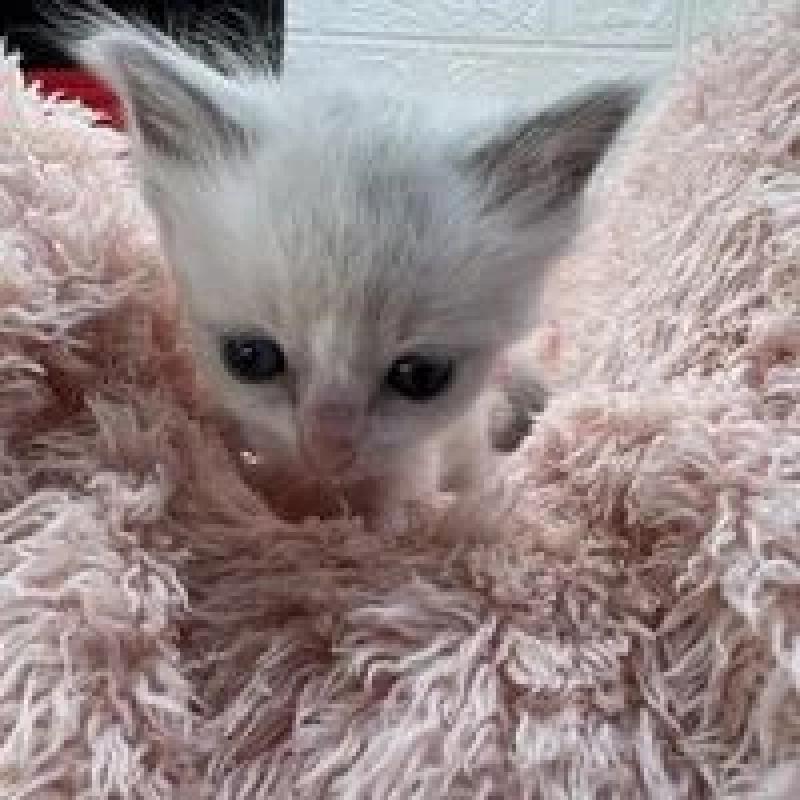 販売中の埼玉県のラグドール-130758の5枚目