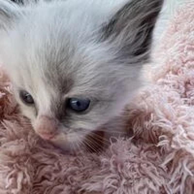 販売中の埼玉県のラグドール-130758の6枚目