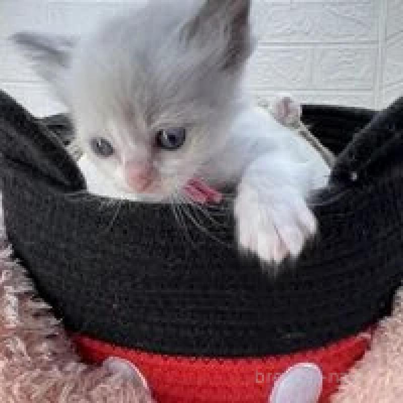 販売中の埼玉県のラグドール-130758の4枚目