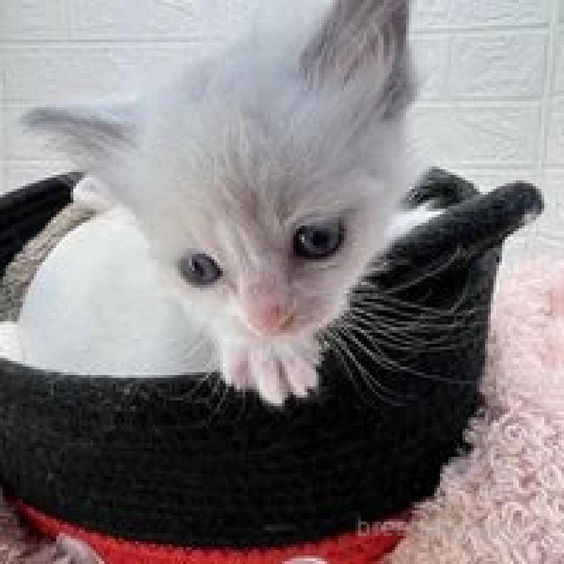 販売中の埼玉県のラグドール-130758の3枚目