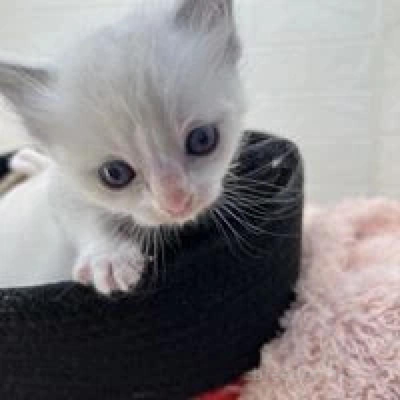 販売中の埼玉県のラグドール-130758の2枚目