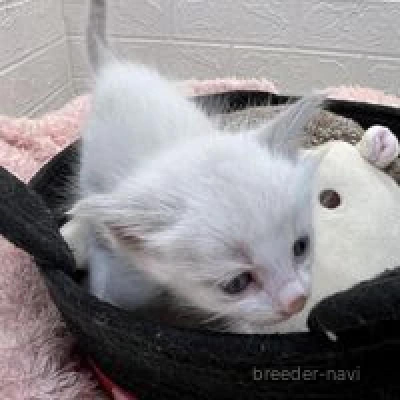 販売中の埼玉県のラグドール-130755の7枚目