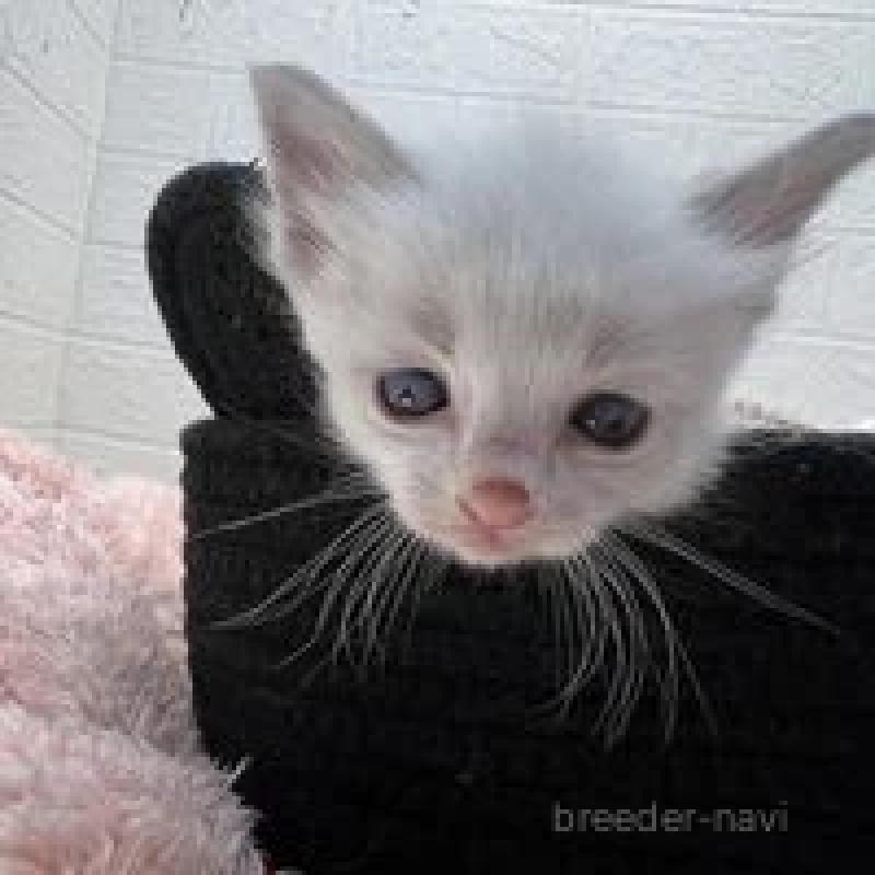 販売中の埼玉県のラグドール-130755の5枚目