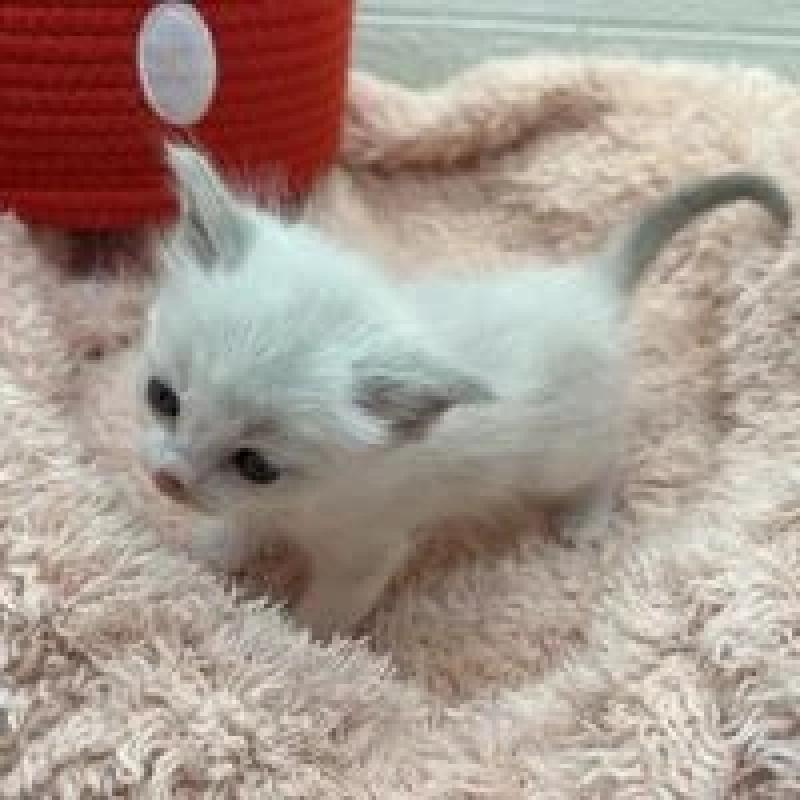 販売中の埼玉県のラグドール-130755の6枚目