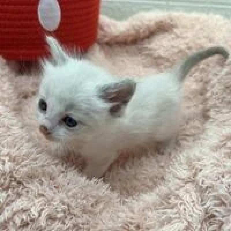 販売中の埼玉県のラグドール-130755の4枚目