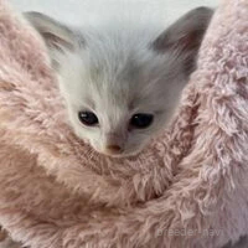 販売中の埼玉県のラグドール-130755の3枚目