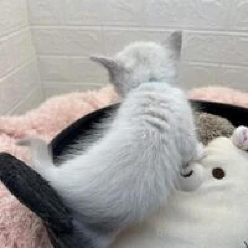 販売中の埼玉県のラグドール-130755の2枚目