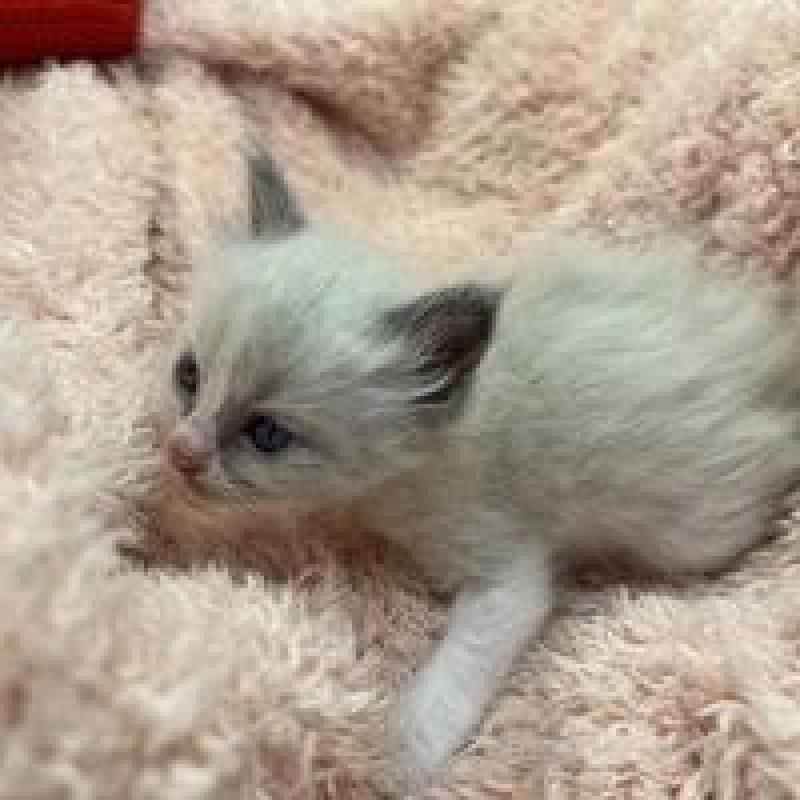 販売中の埼玉県のラグドール-130756の11枚目