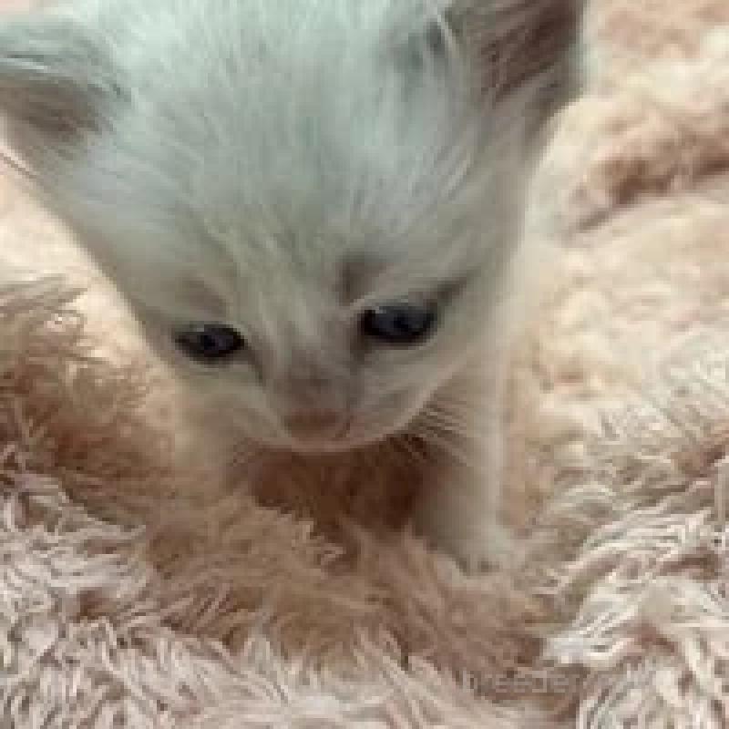 販売中の埼玉県のラグドール-130756の10枚目