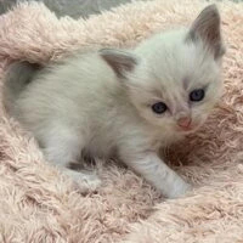 販売中の埼玉県のラグドール-130756の9枚目