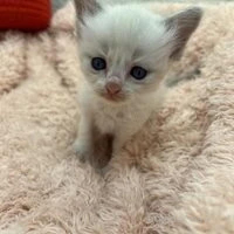 販売中の埼玉県のラグドール-130756の7枚目