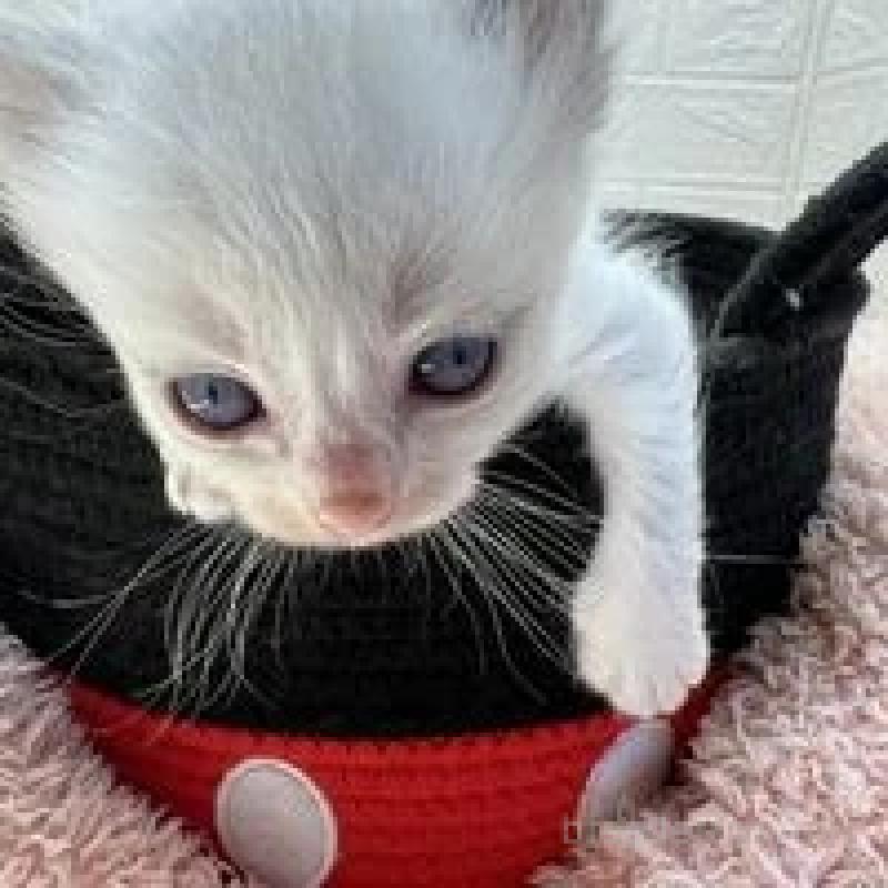 販売中の埼玉県のラグドール-130756の8枚目