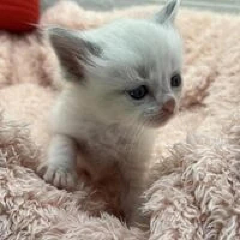 販売中の埼玉県のラグドール-130756の4枚目