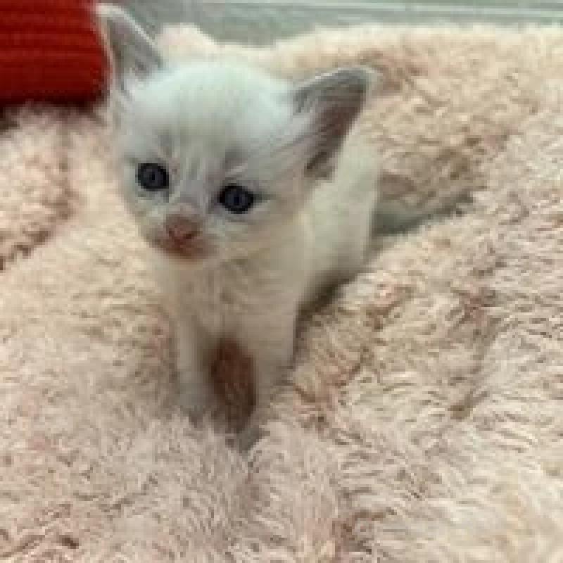 販売中の埼玉県のラグドール-130756の2枚目