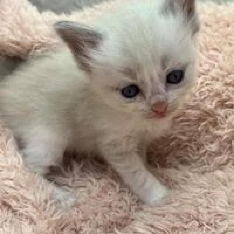 販売中の埼玉県のラグドール-130756の3枚目