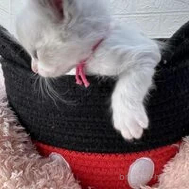 販売中の埼玉県のラグドール-130759の15枚目