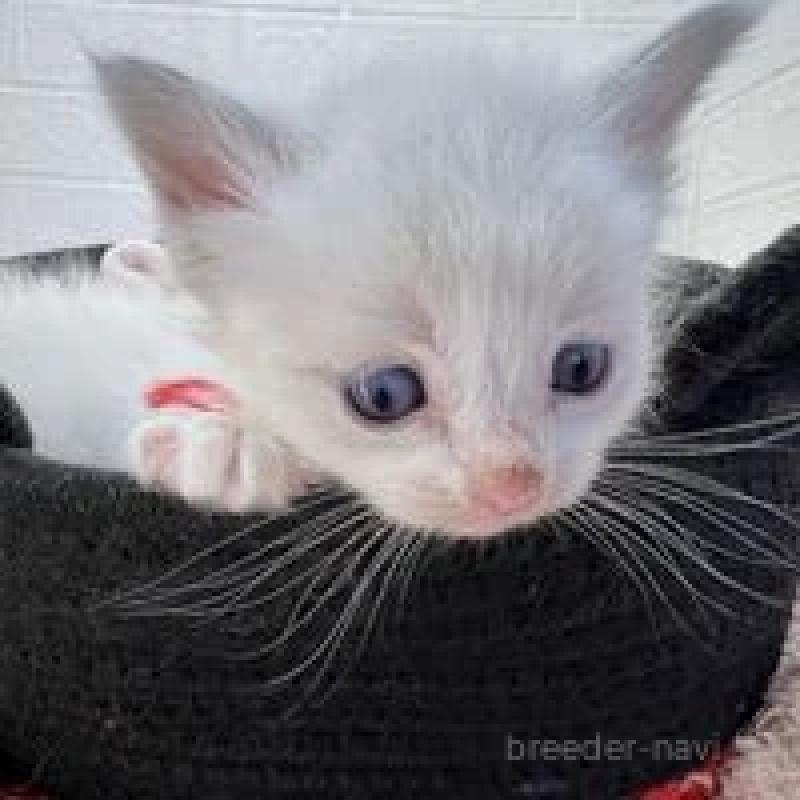 販売中の埼玉県のラグドール-130759の13枚目