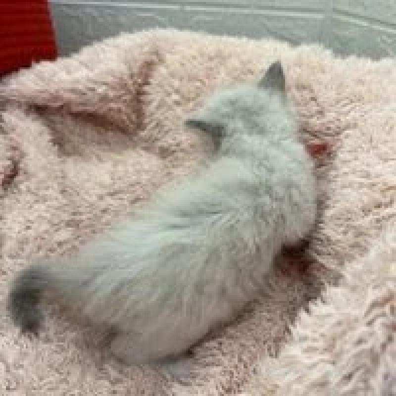 販売中の埼玉県のラグドール-130759の12枚目