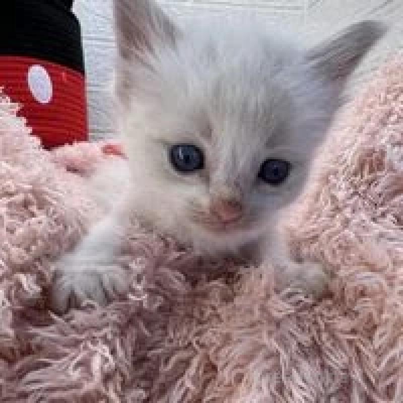 販売中の埼玉県のラグドール-130759