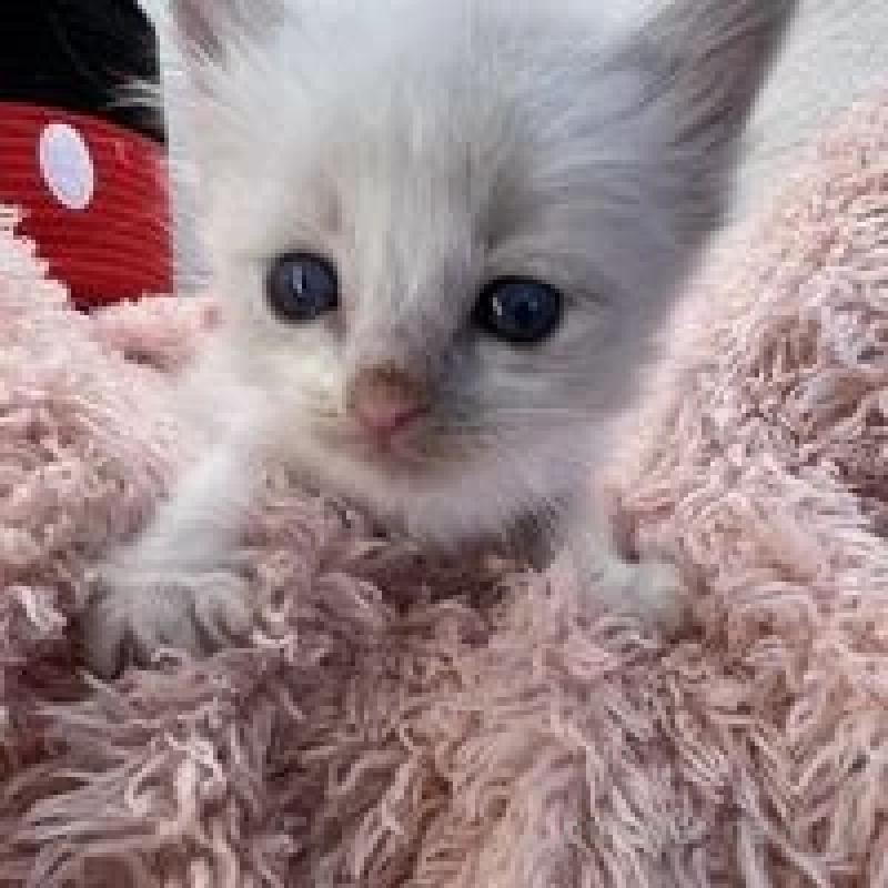 販売中の埼玉県のラグドール-130759の10枚目