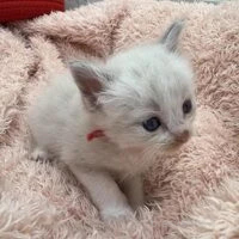 販売中の埼玉県のラグドール-130759の11枚目