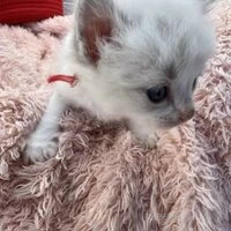 販売中の埼玉県のラグドール-130759の8枚目