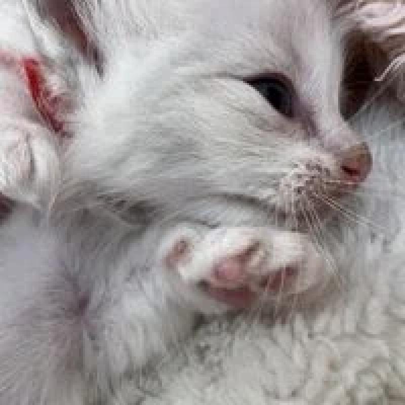 販売中の埼玉県のラグドール-130759の9枚目