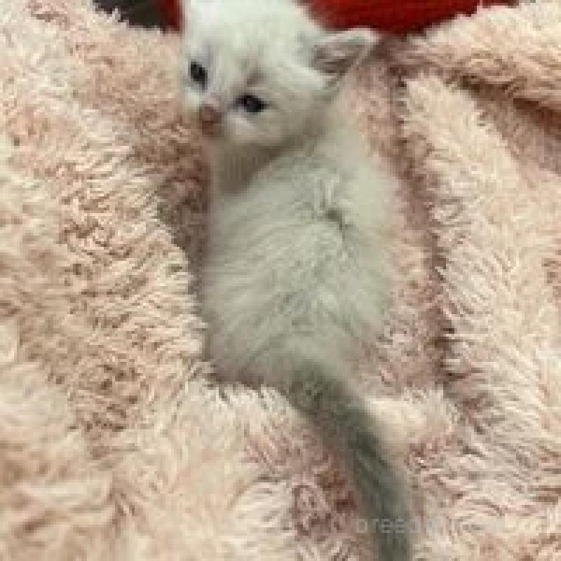 販売中の埼玉県のラグドール-130759の7枚目