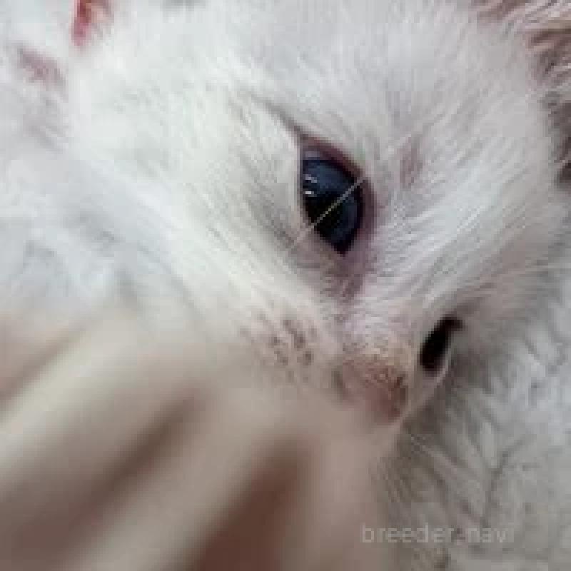 販売中の埼玉県のラグドール-130759の5枚目